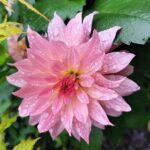 Dahlia Gallery Renoir Tubers
