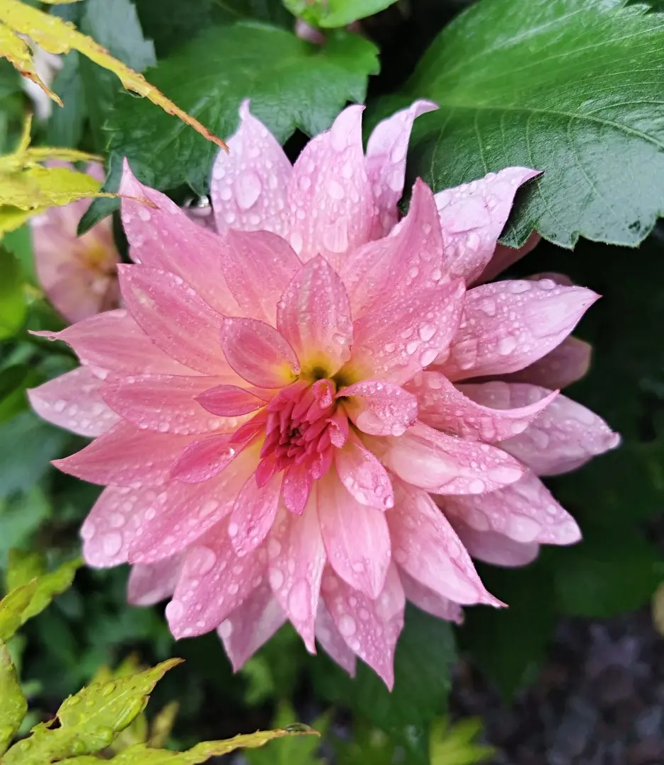 Dahlia Gallery Renoir Tubers