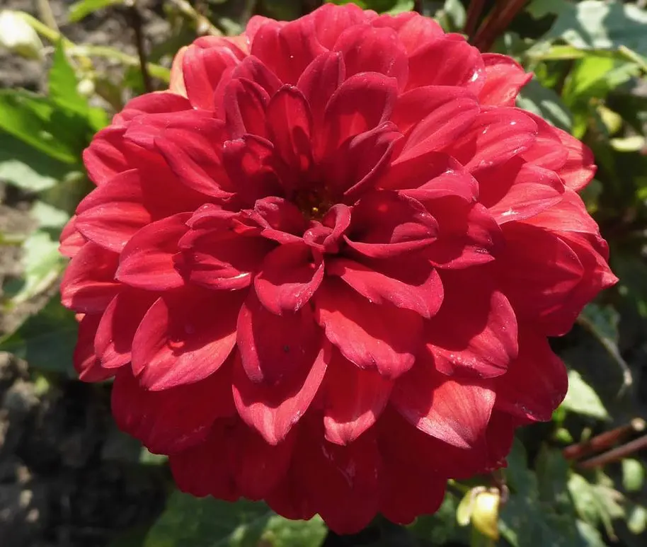 Dahlia Gallery Singer Tubers