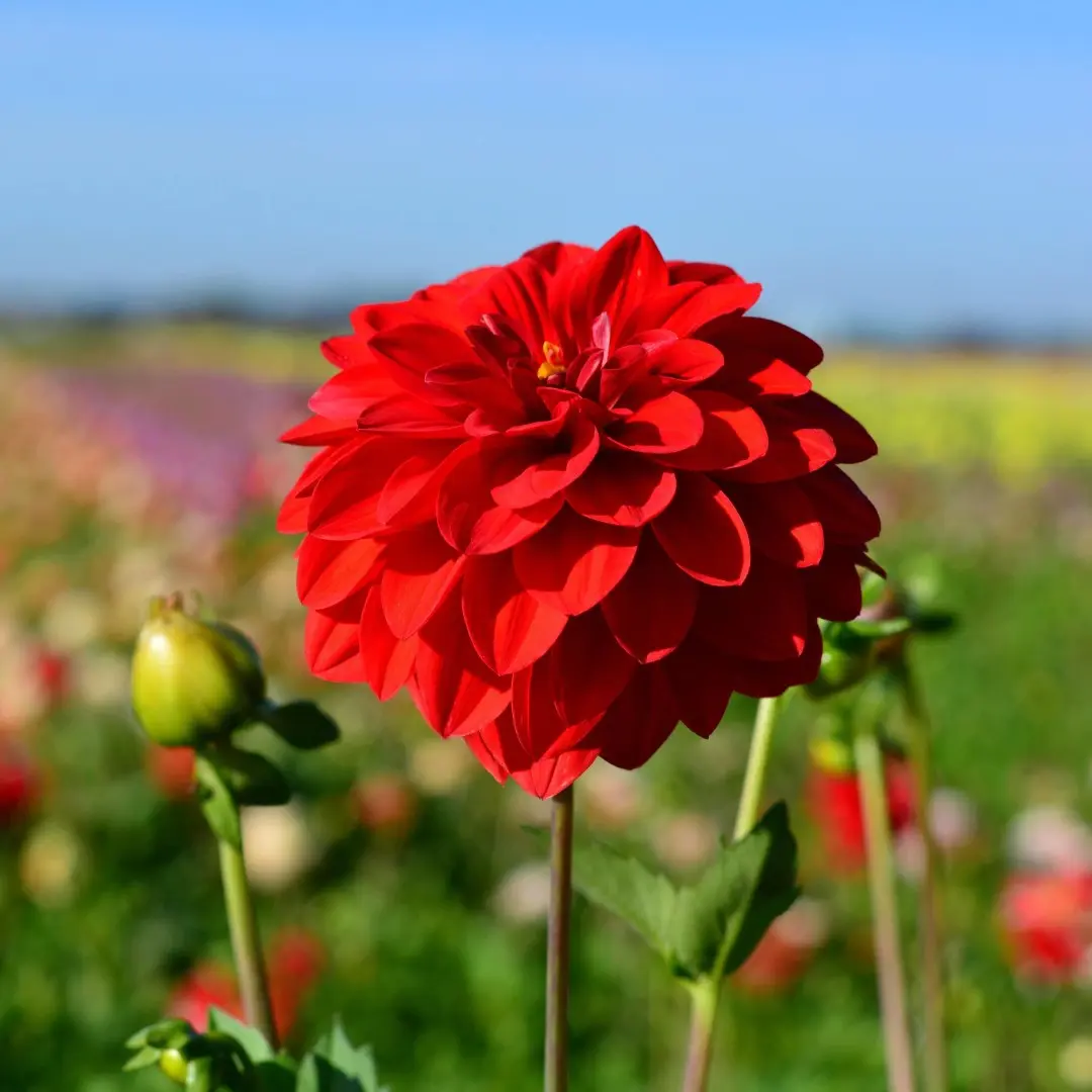 Dahlia Gallery Singer Tubers