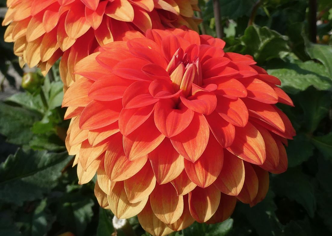 Dahlia Gallery Valentin Tubers