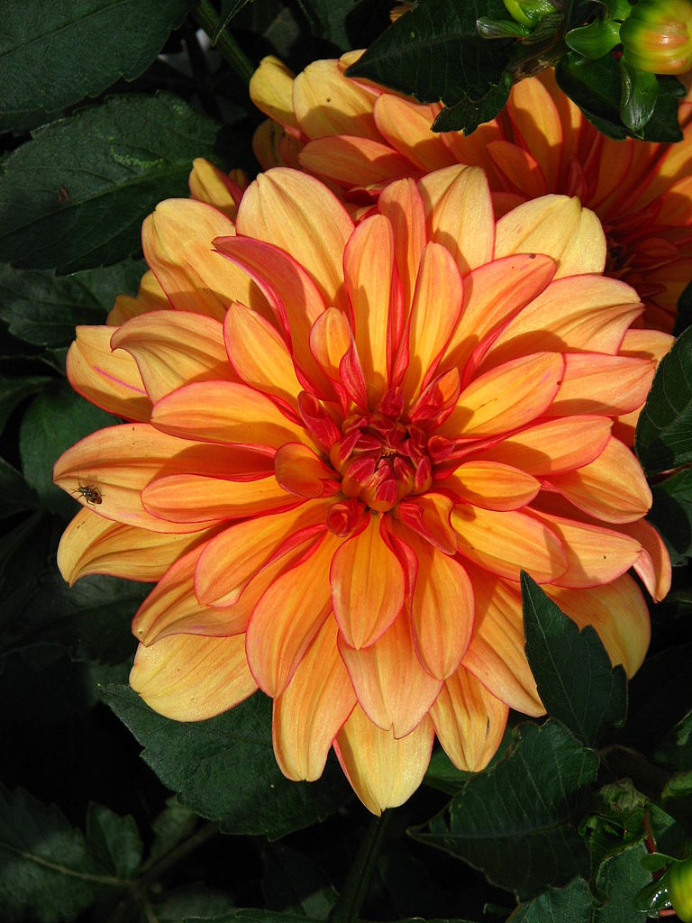 Dahlia Gallery Vincent Tubers