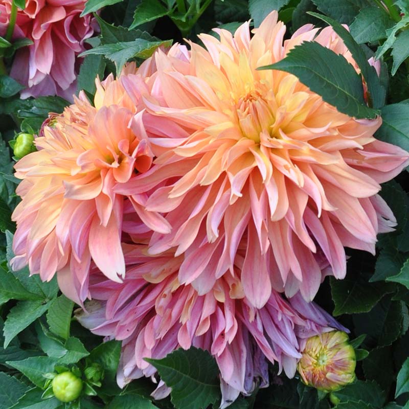 Dahlia Garden Desire Tubers