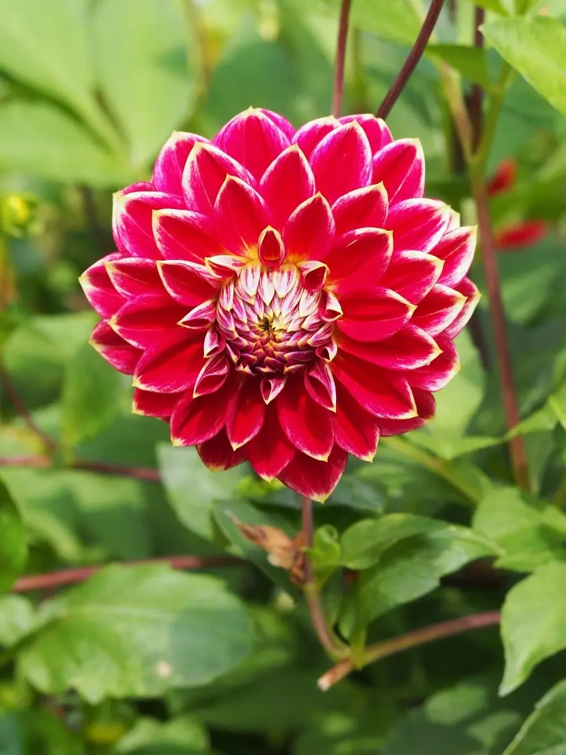Dahlia Garden Festival Tubers
