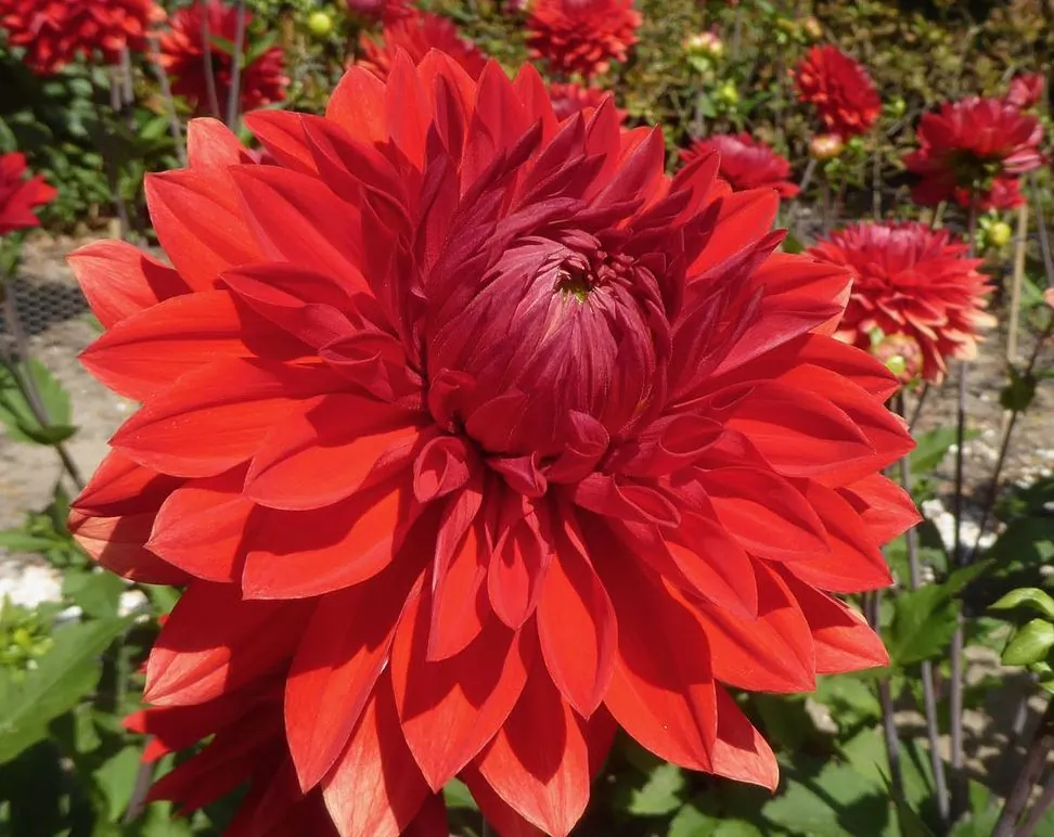 Dahlia Garden Wonder Tubers