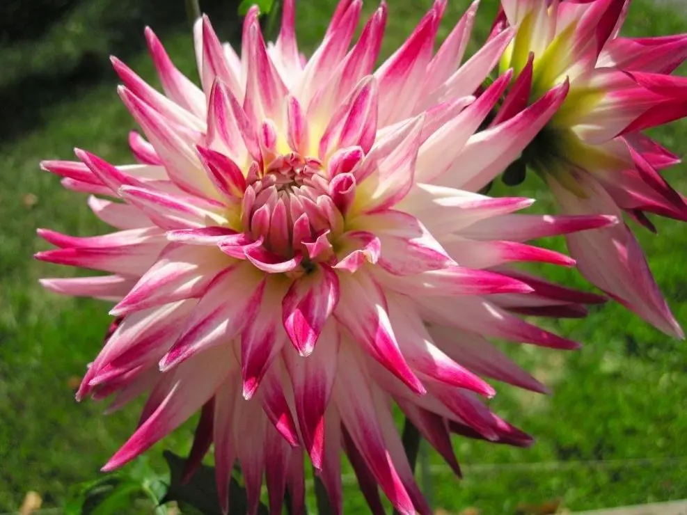 Dahlia Geerlings Sorbet Tubers