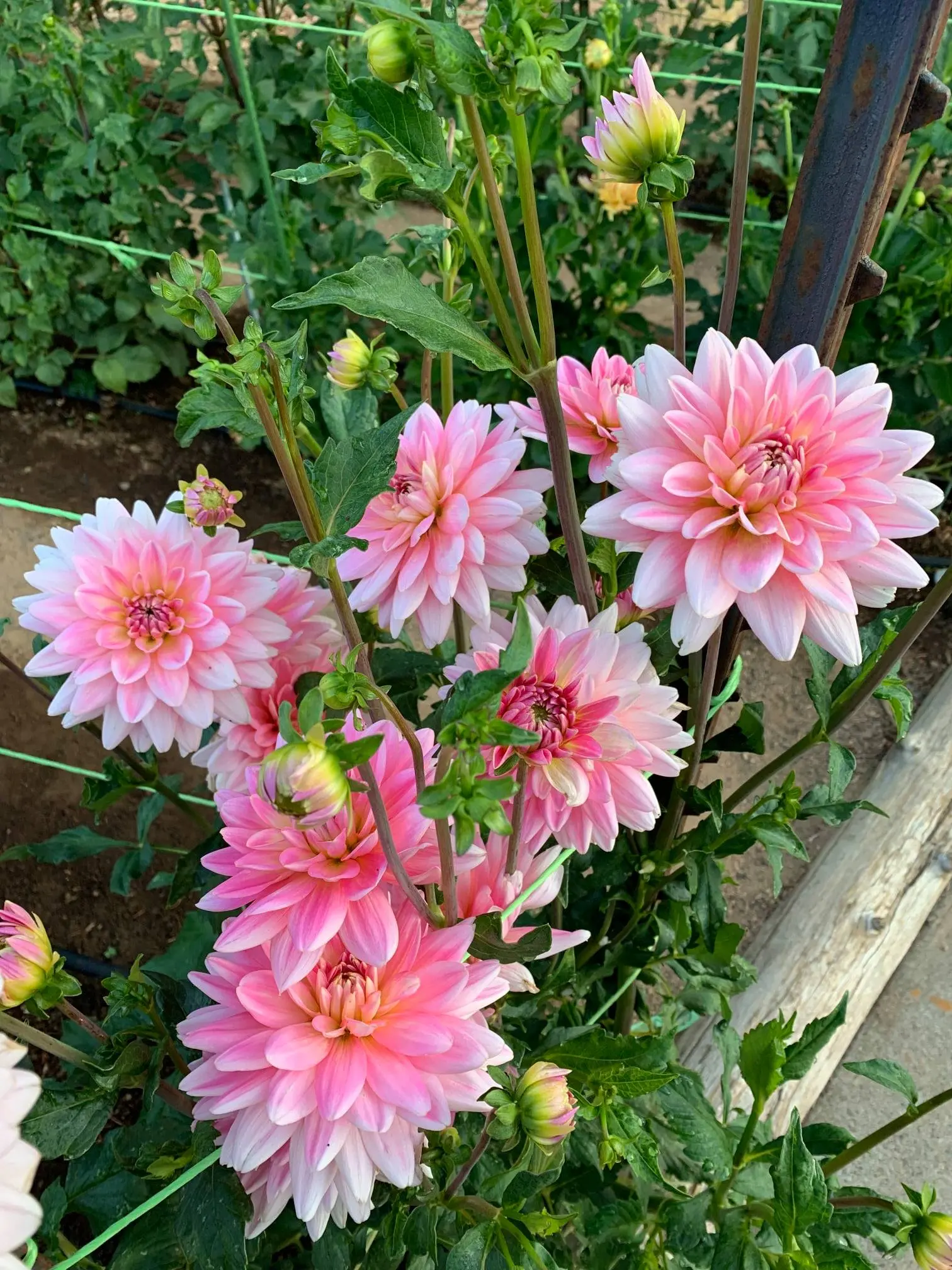 Dahlia Gerrie Hoek Tubers