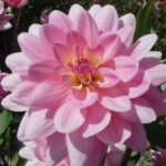 Dahlia Gerrie Hoek Tubers