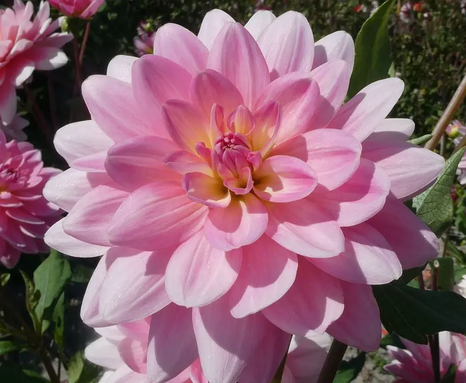 Dahlia Gerrie Hoek Tubers