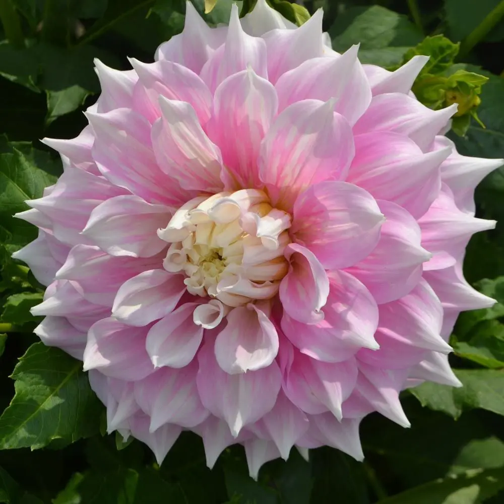 Dahlia Gitts Perfection Tubers