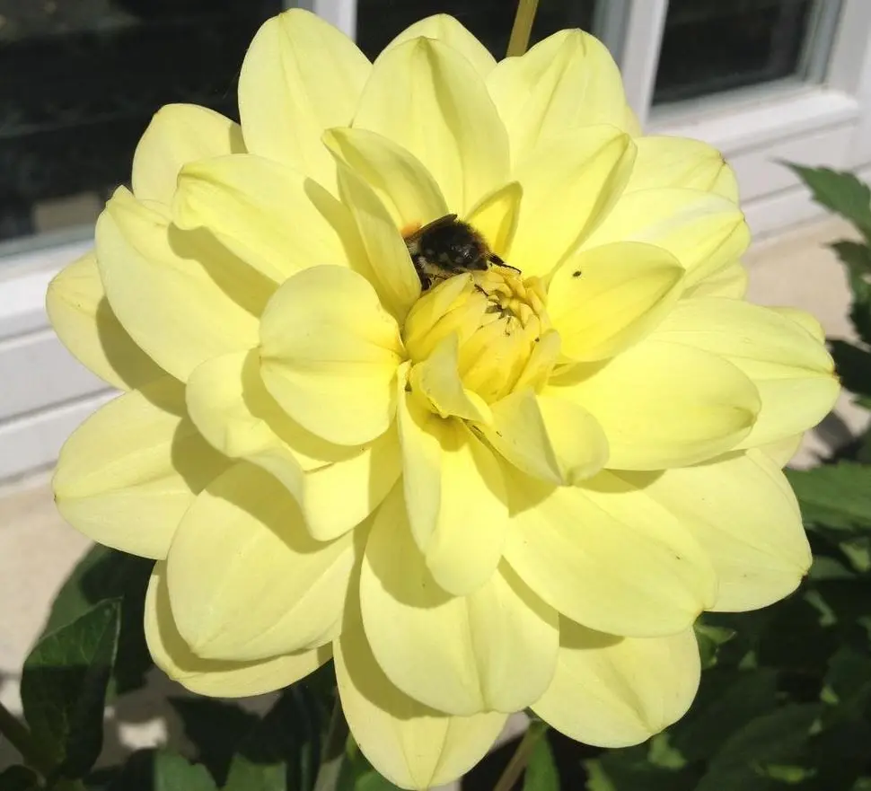 Dahlia Glory Von Heemstede Tubers - Image 2