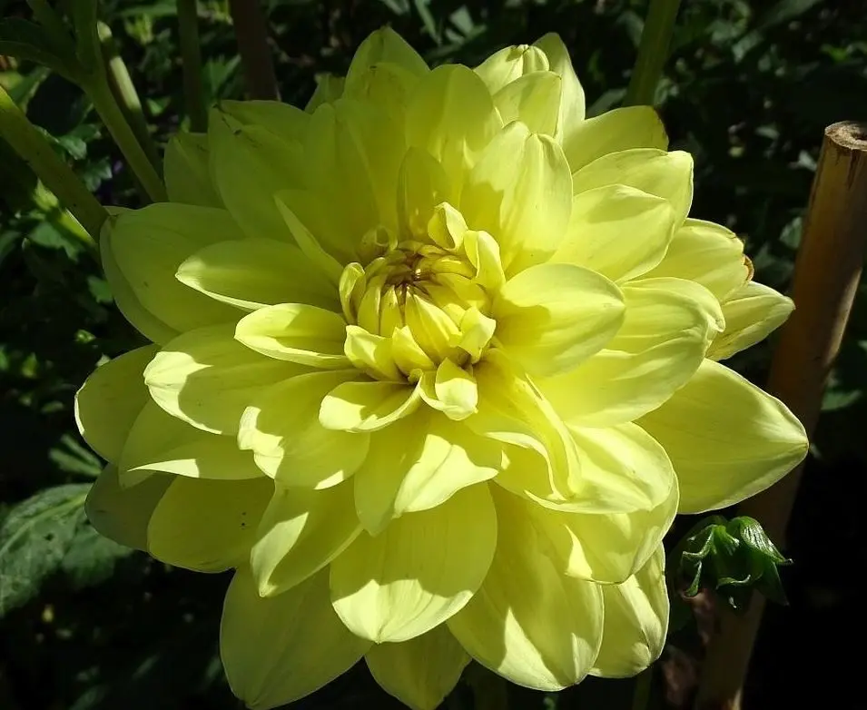 Dahlia Glory Von Heemstede Tubers