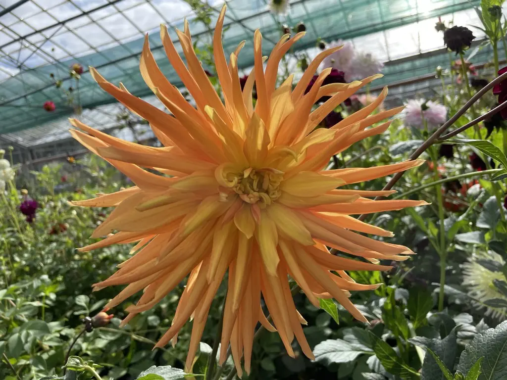 Dahlia Gold Crown Tubers