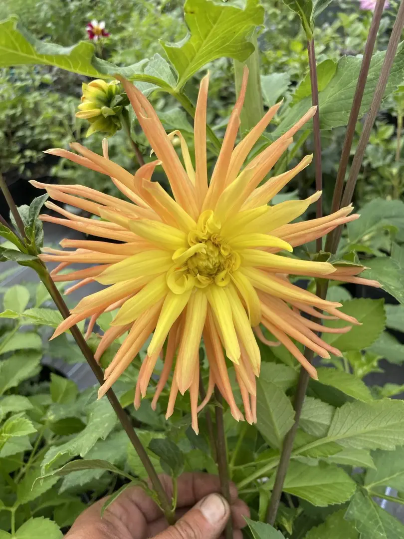 Dahlia Golden Crown Tubers