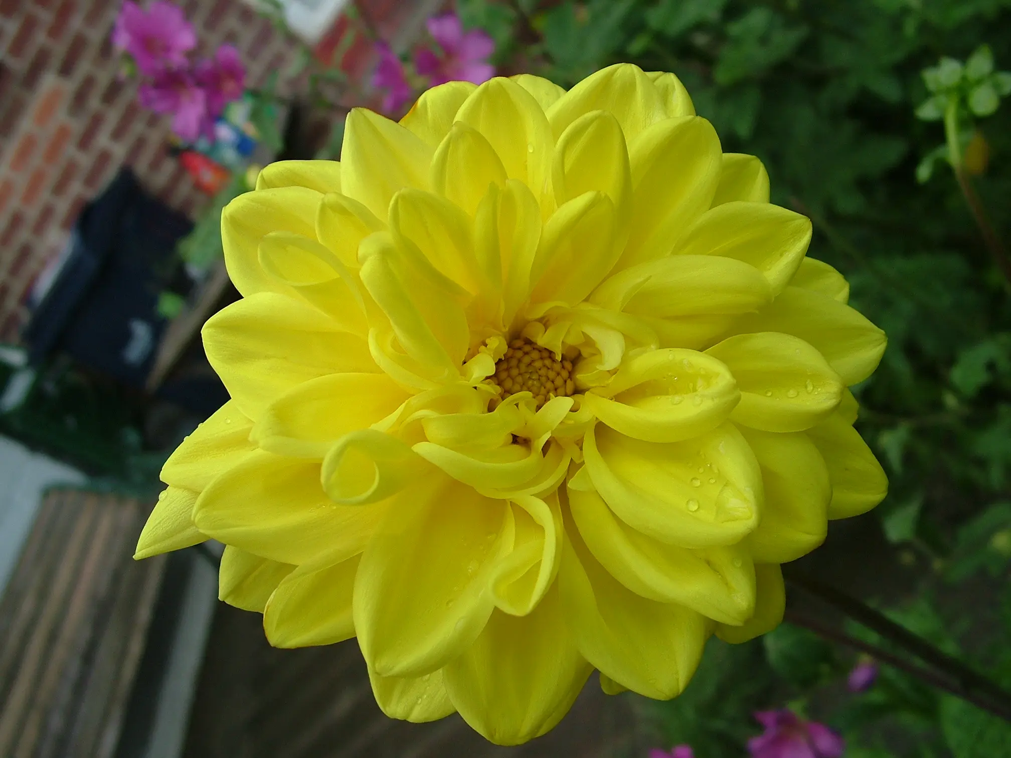 Dahlia Golden Emblem Tubers