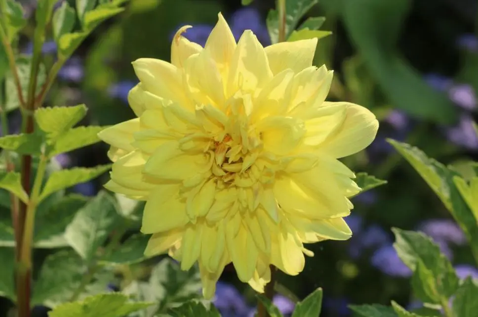Dahlia Golden Emblem Tubers