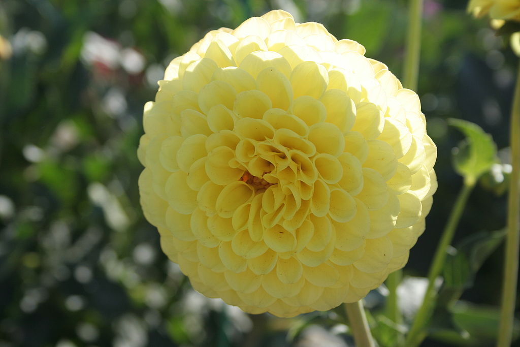 Dahlia Golden Torch Tubers
