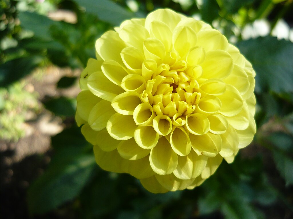 Dahlia Golden Torch Tubers