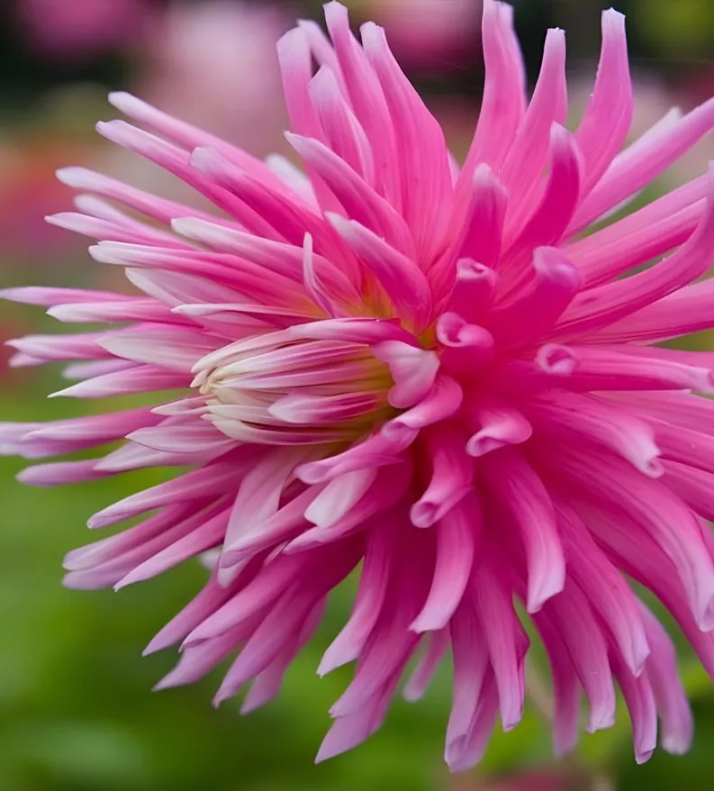 Dahlia Good Earth Tubers