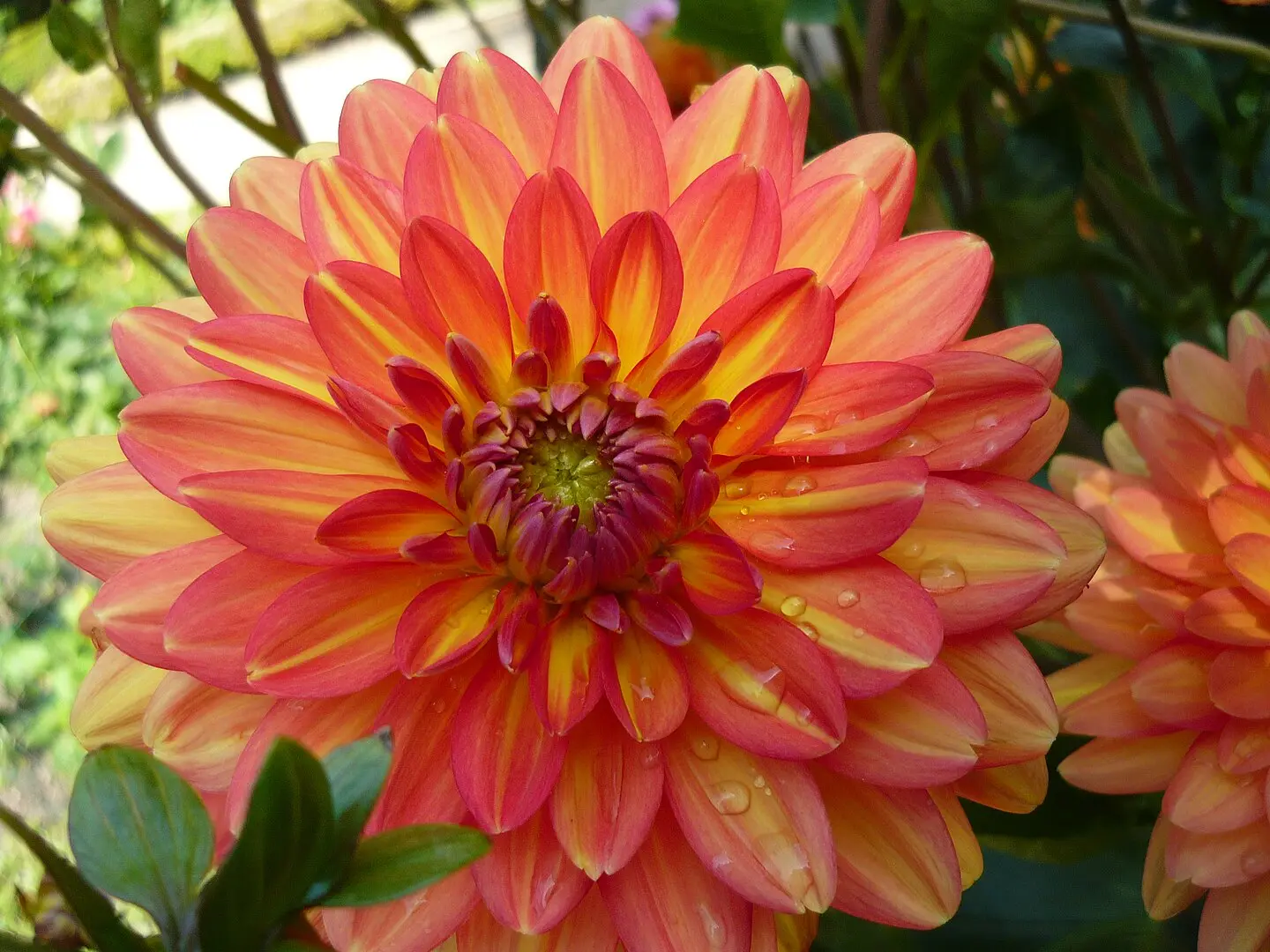 Dahlia Graceland Tubers