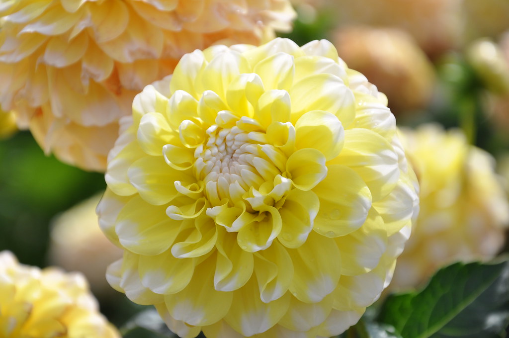 Dahlia Gramma's Lemon Pie Tubers