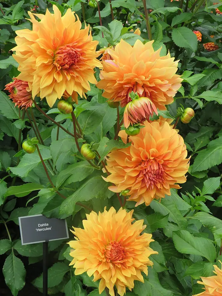 Dahlia Great Hercules Tubers