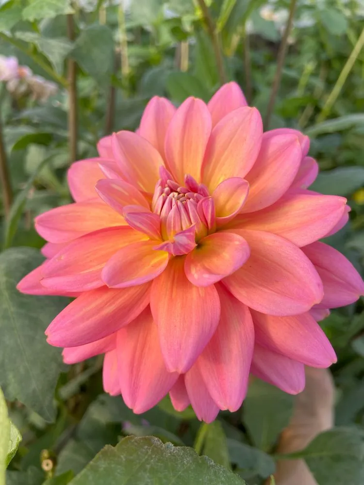 Dahlia Great Silence Tubers