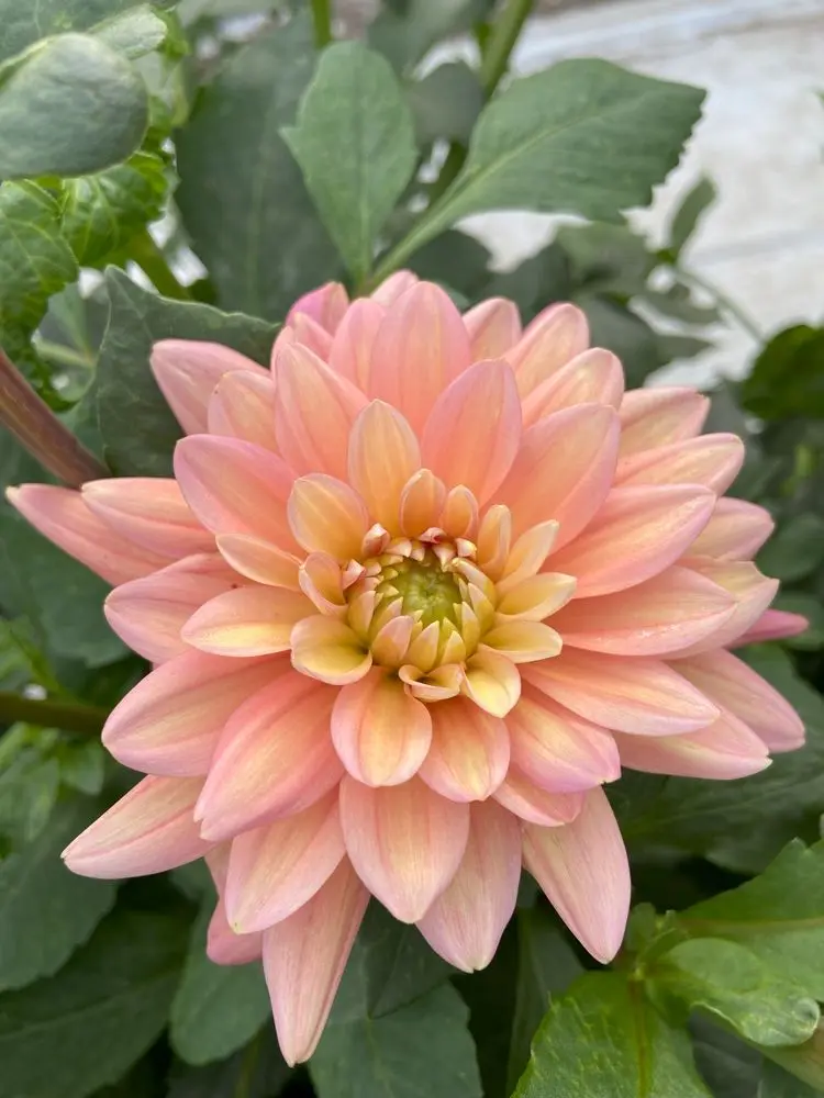 Dahlia Great Silence Tubers