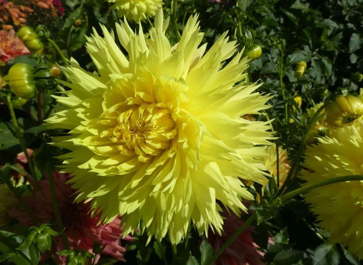 Dahlia Hale Bopp Tubers