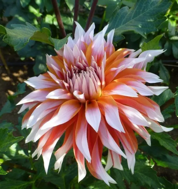 Dahlia Hans Auinger Tubers
