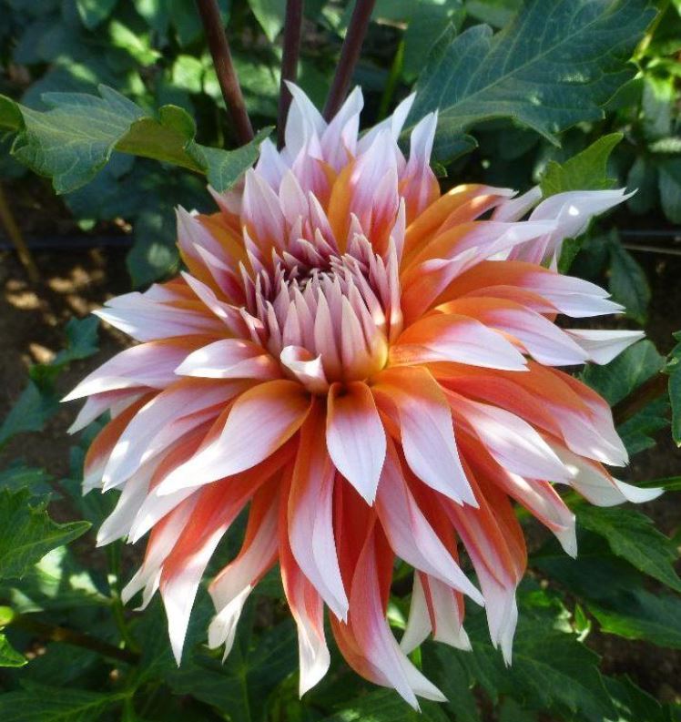 Dahlia Hans Auinger Tubers