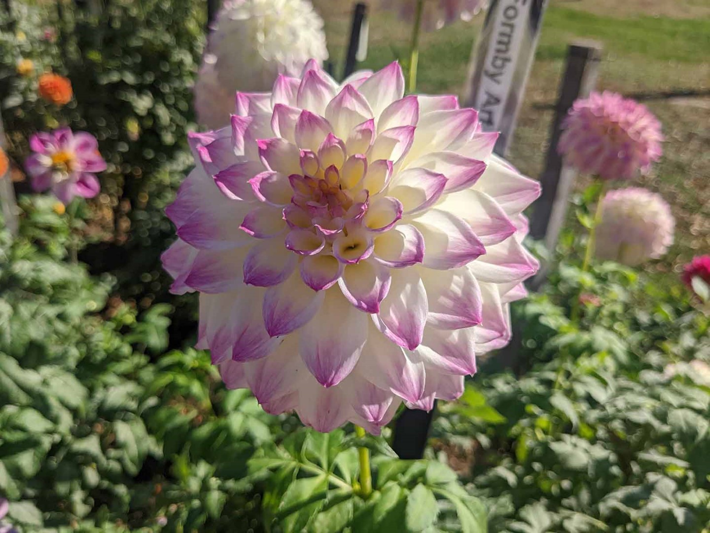 Dahlia Hapet Blue Eyes Tubers