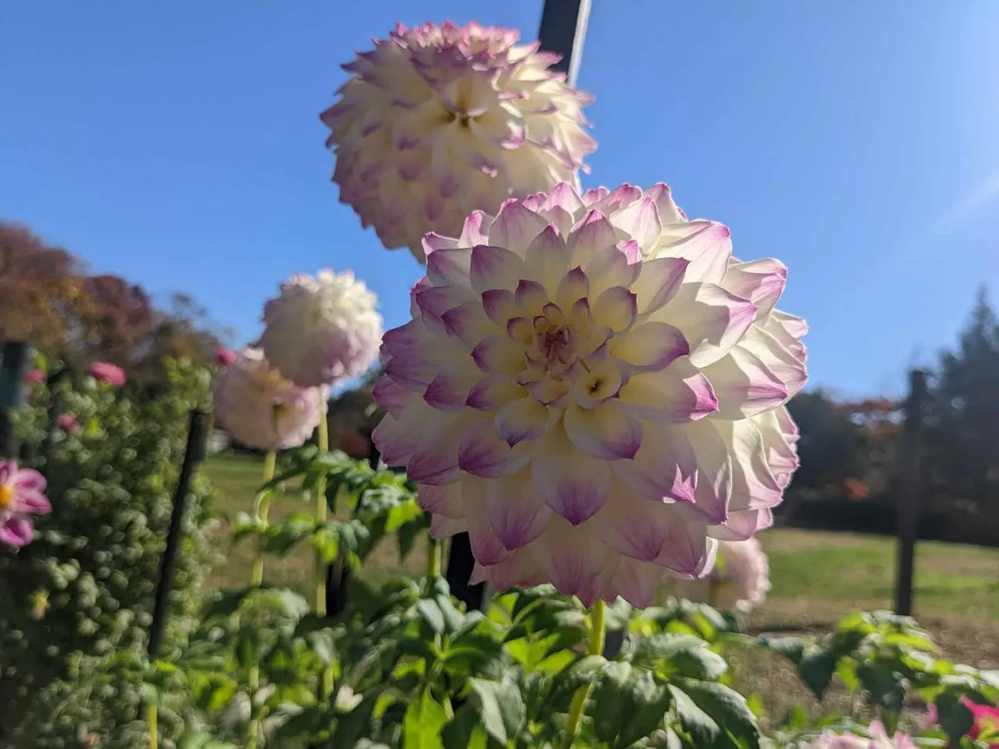Dahlia Hapet Blue Eyes Tubers