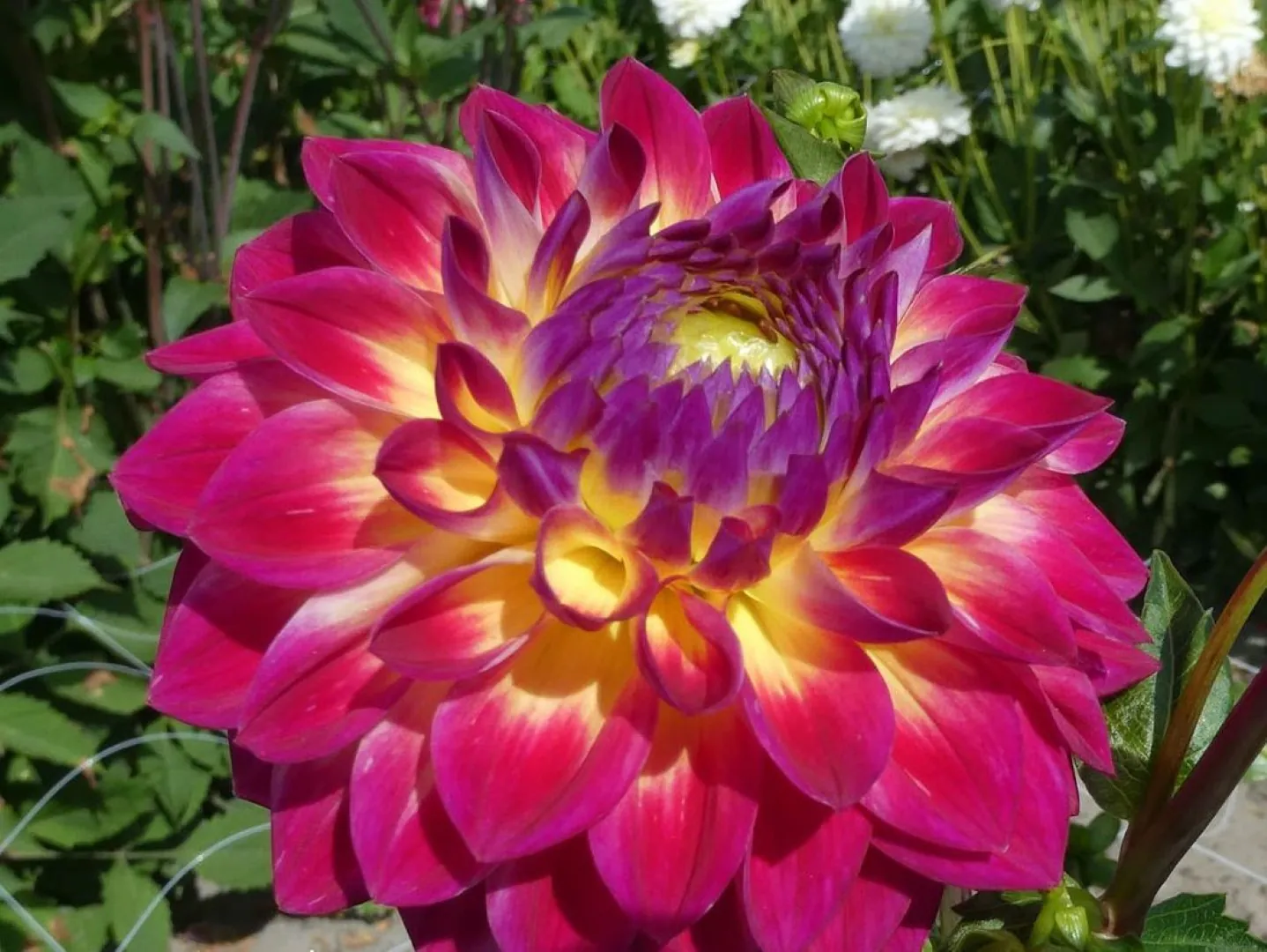 Dahlia Hapet Daydream Tubers
