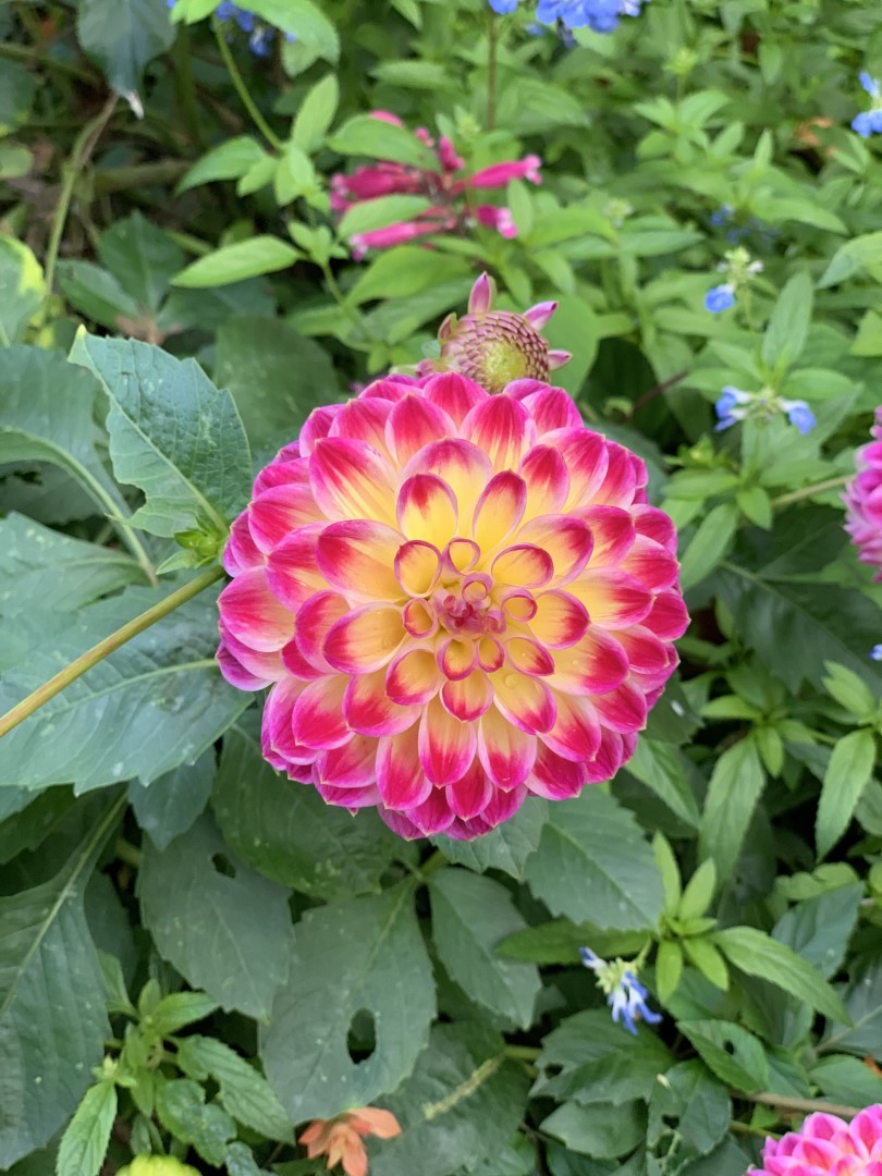Dahlia Hapet Daydream Tubers