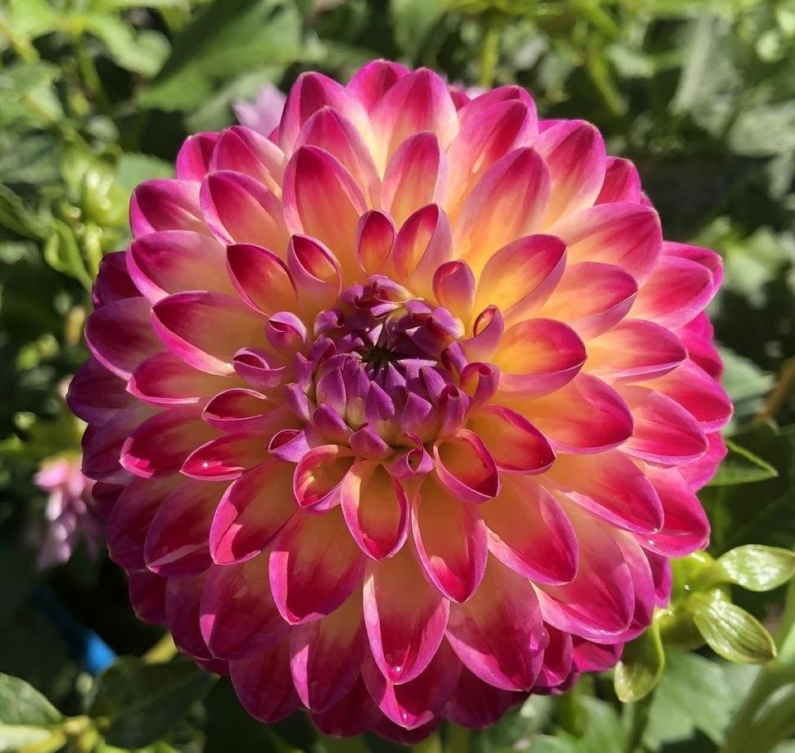 Dahlia Hapet Daydream Tubers - Image 2
