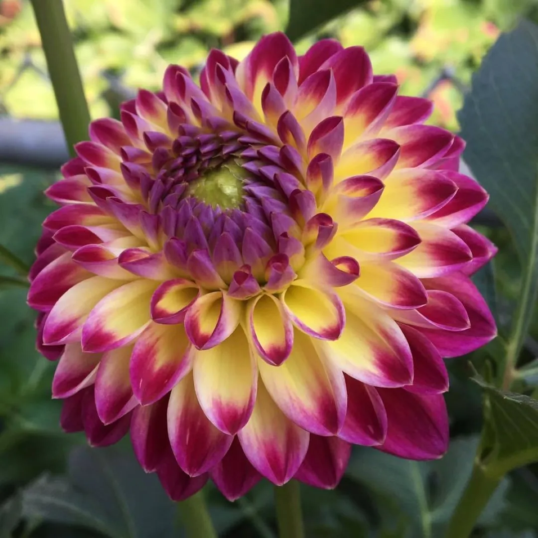 Dahlia Hapet Daydream Tubers