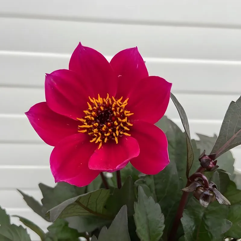 Dahlia Happy Days Cherry Red Tubers