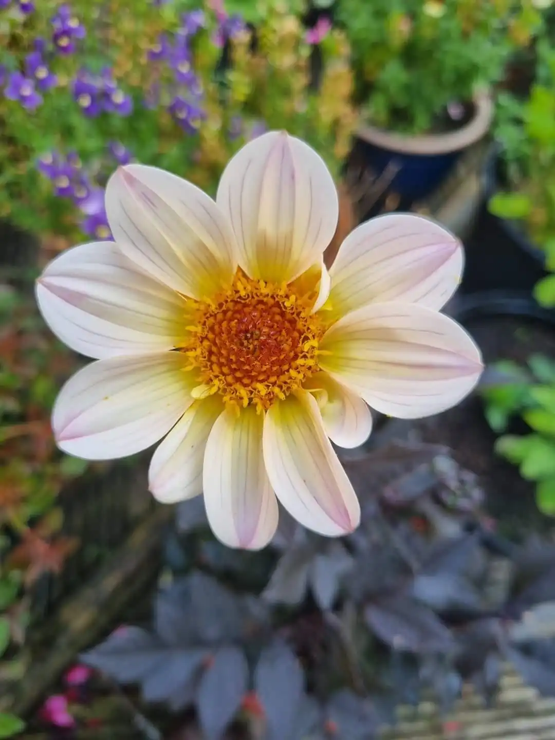 Dahlia Happy Days Cream White Tubers