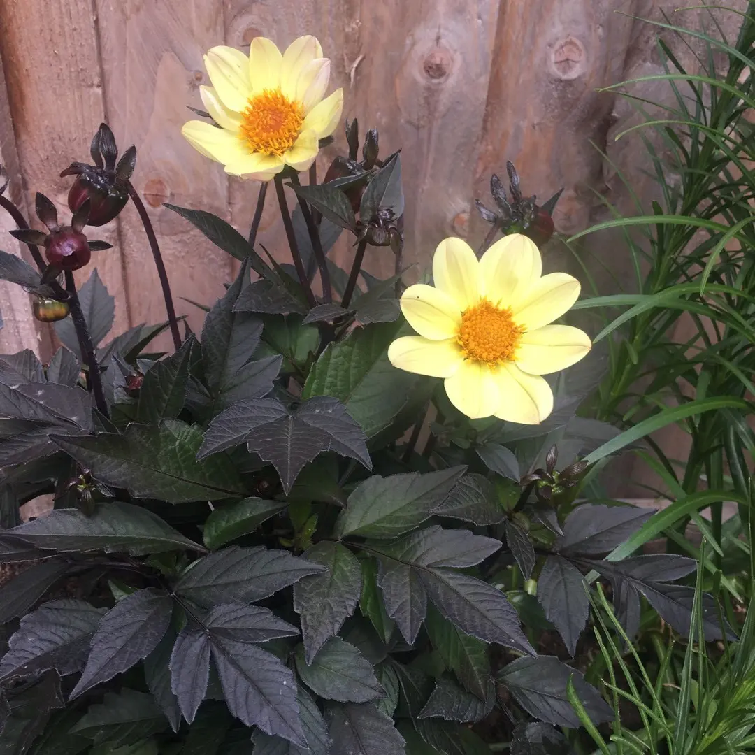 Dahlia Happy Days Lemon / Party Tubers - Image 2