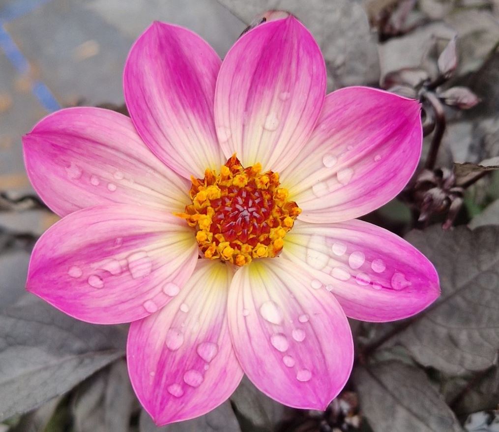 Dahlia Happy Days Pink Tubers