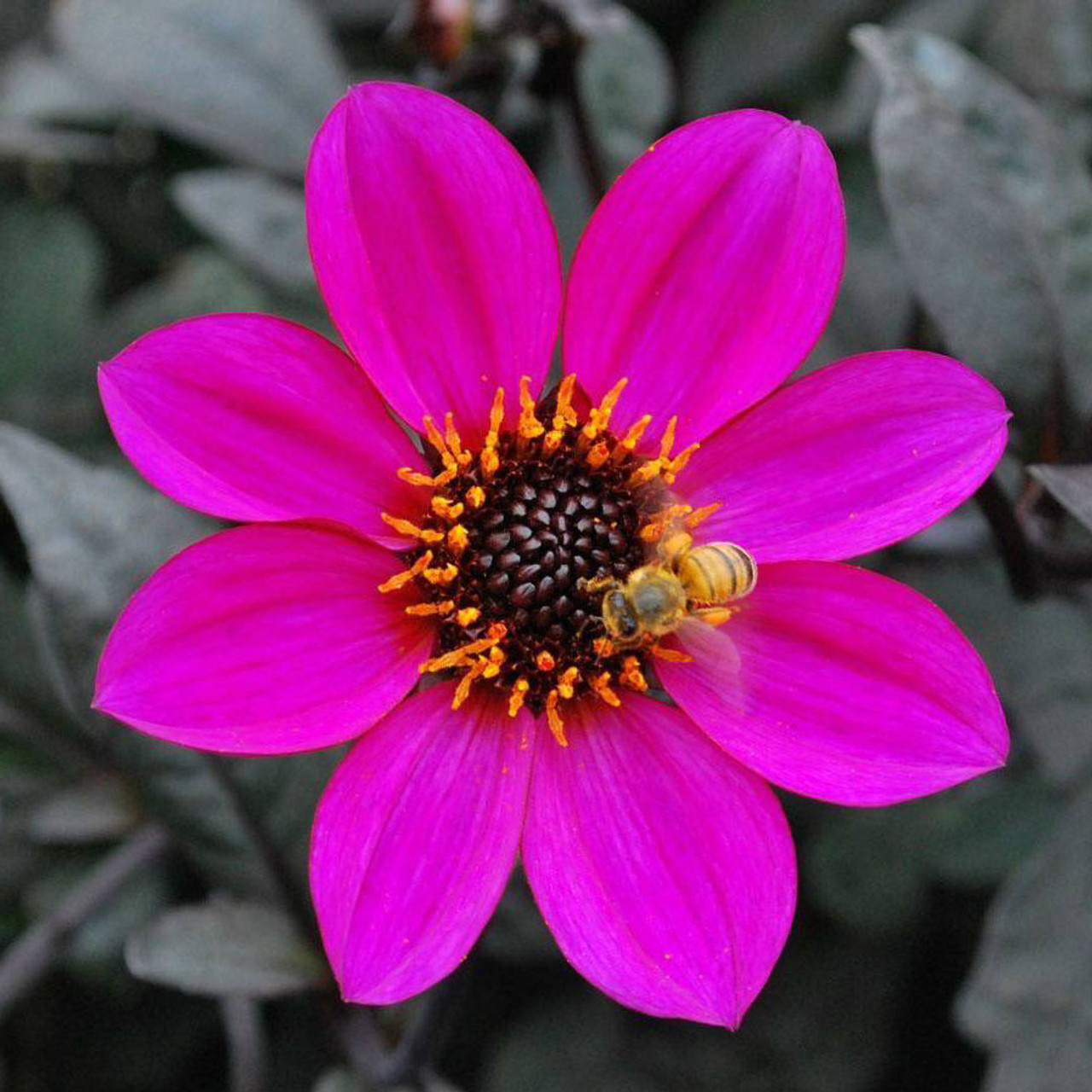 Dahlia Happy Days Purple Tubers