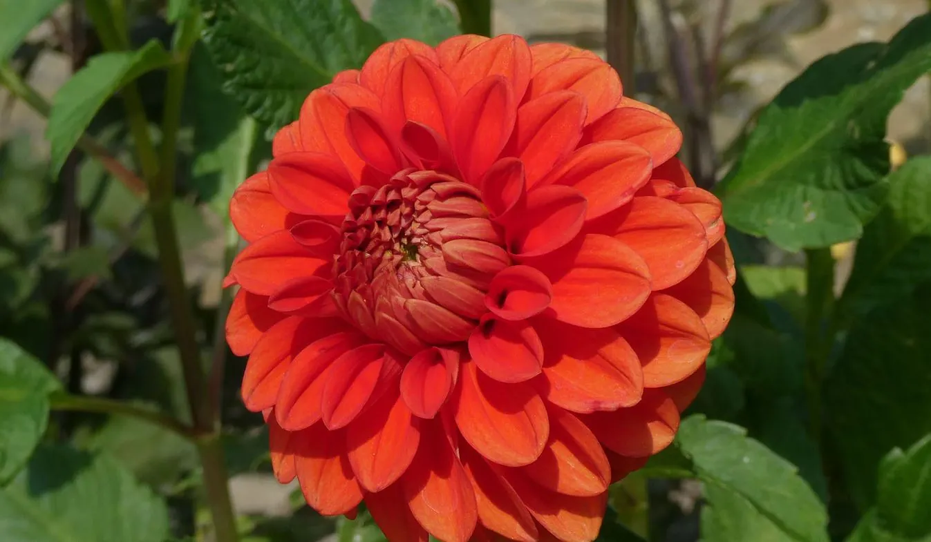 Dahlia Happy Halloween Tubers