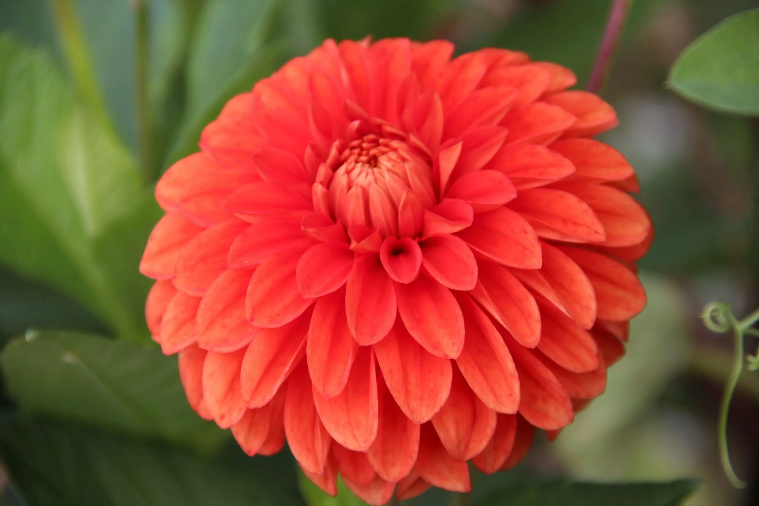 Dahlia Happy Halloween Tubers