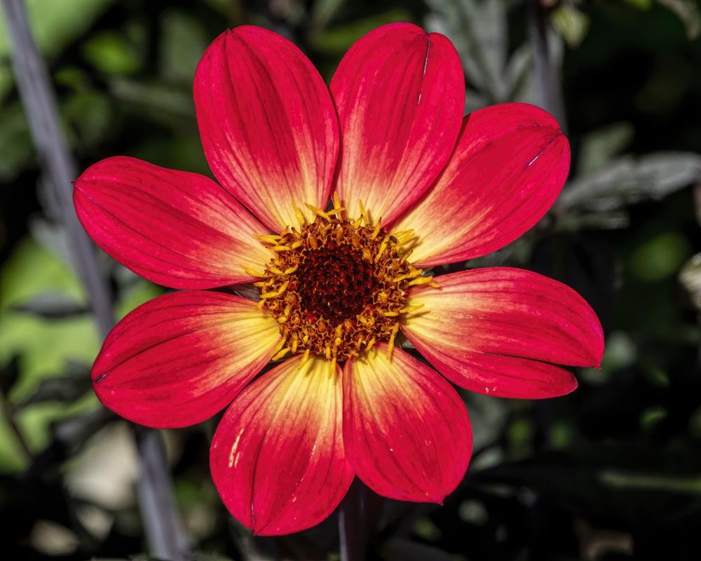 Dahlia Happy Single Flame Tubers