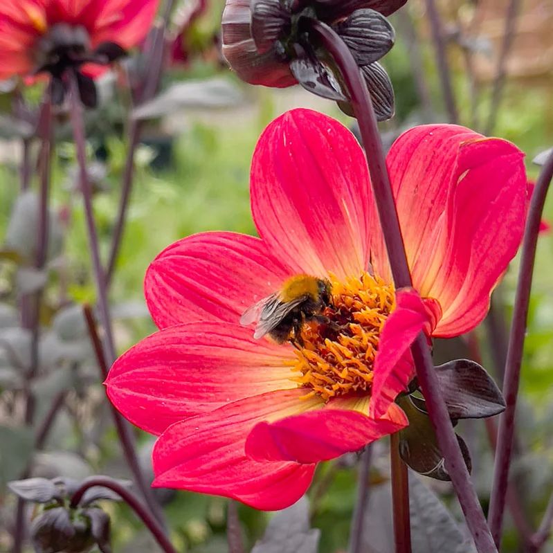 Dahlia Happy Single Flame Tubers