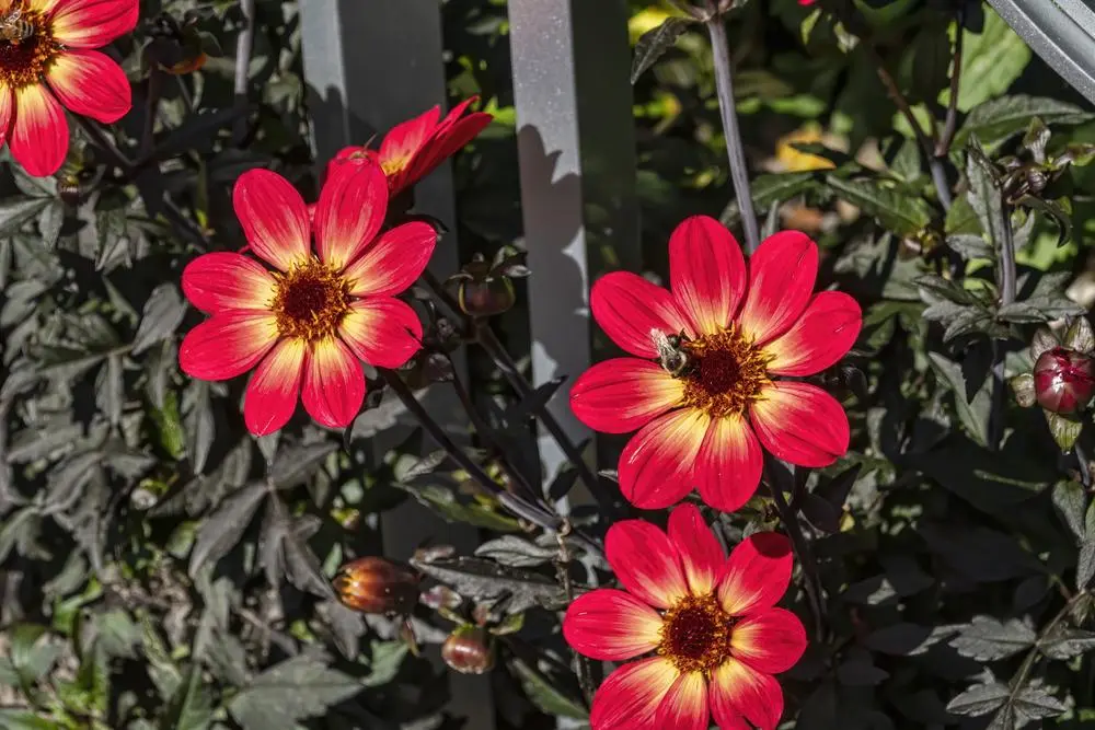 Dahlia Happy Single Flame Tubers