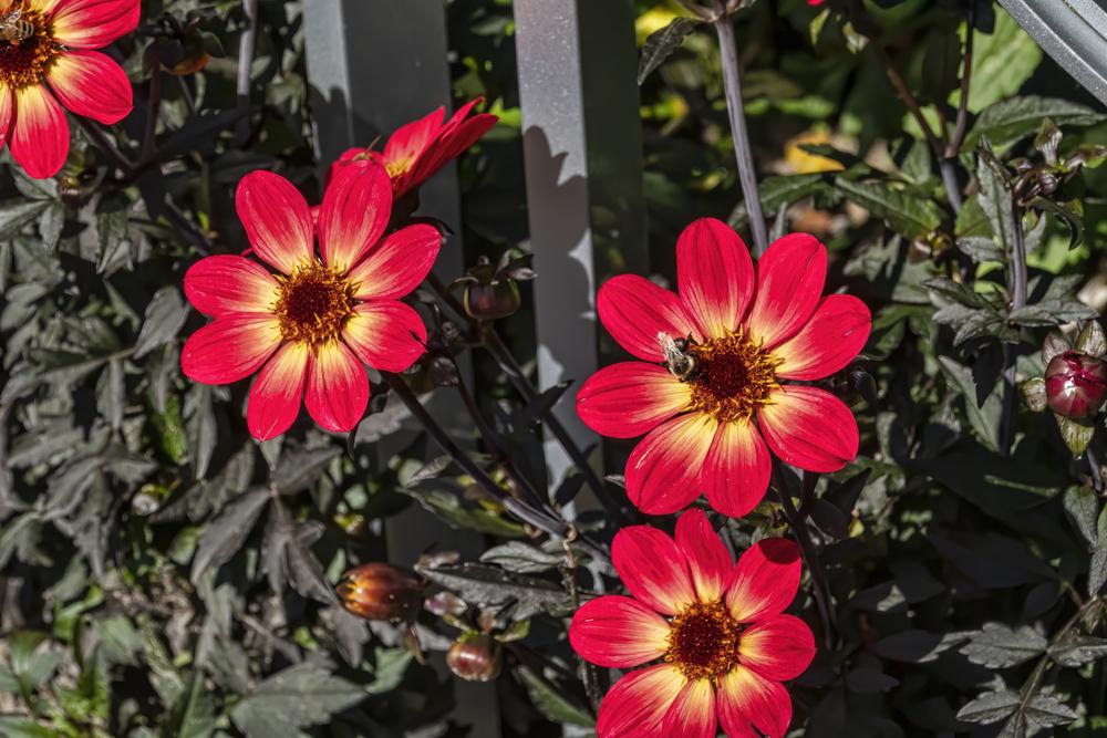 Dahlia Happy Single Flame Tubers