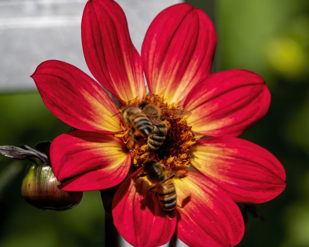 Dahlia Happy Single Flame Tubers