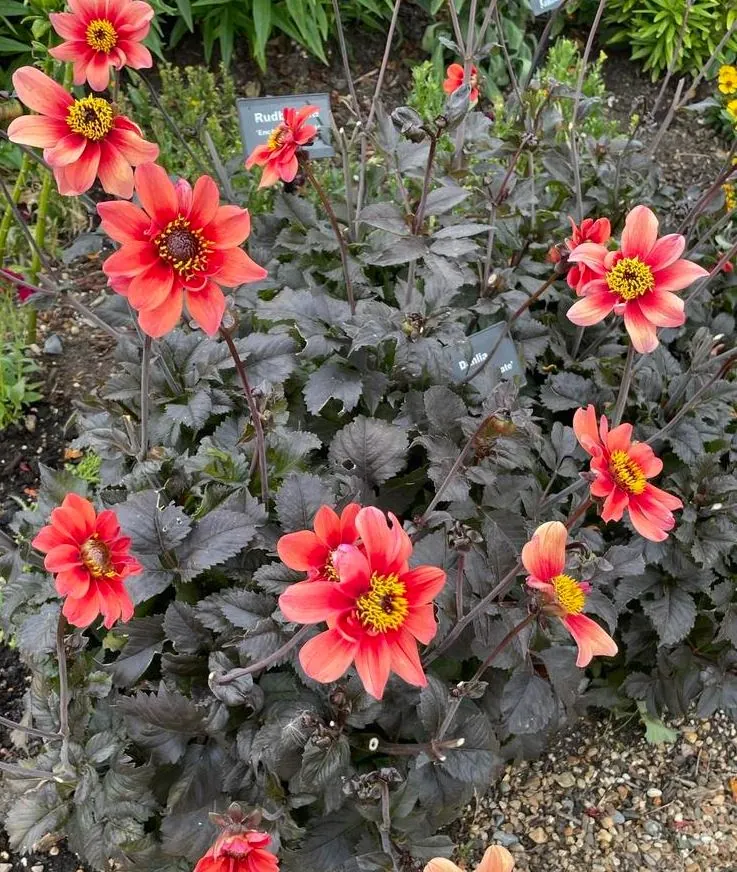 Dahlia Happy Single Kiss Tubers
